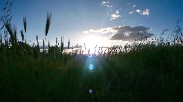 Por do sol grama câmera lenta — Vídeo de Stock