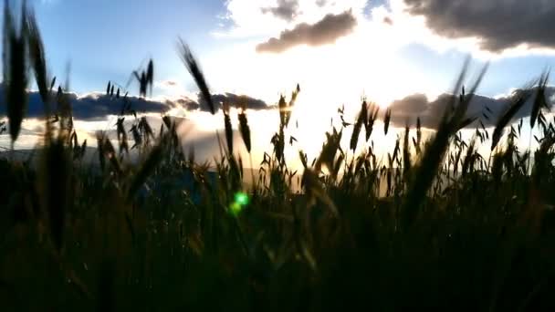 Por do sol grama câmera lenta — Vídeo de Stock