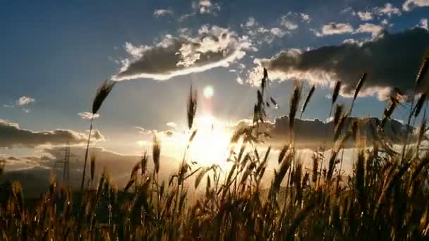 Coucher de soleil herbe ralenti — Video