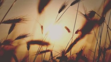 gün batımı under çimen