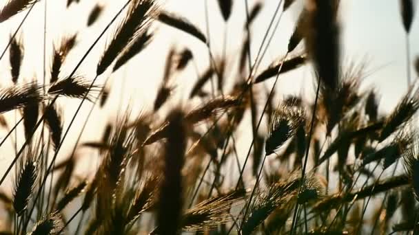 Grass filed sunset — Stock Video