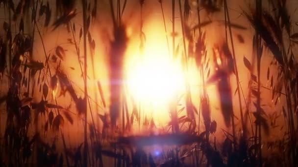 Herbe déposée coucher de soleil — Video