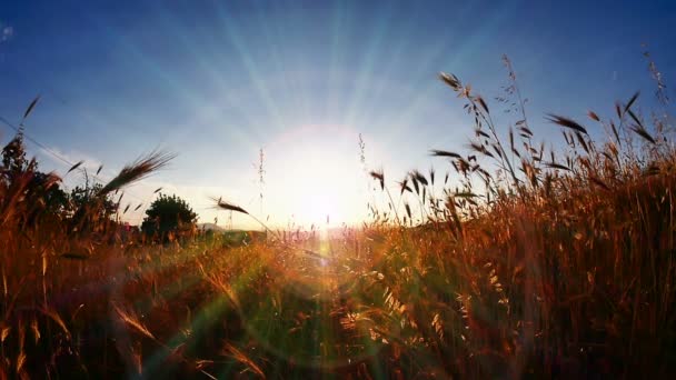 Grass filed sunset — Stock Video