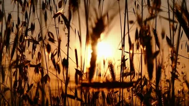 Gras legt Sonnenuntergang ein — Stockvideo