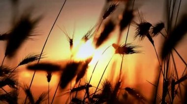 gün batımı under çimen