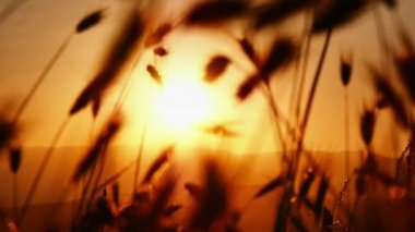 gün batımı under çimen