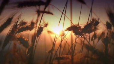 gün batımı under çimen