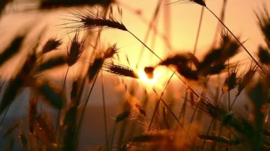 gün batımı under çimen