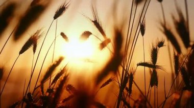 gün batımı under çimen