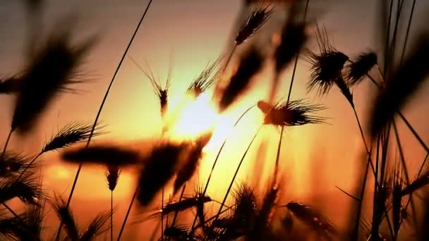 Iktatott naplemente fű — Stock videók