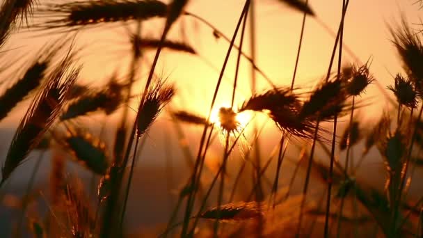 Grass filed sunset — Stock Video