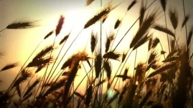 gün batımı 4 k under çimen