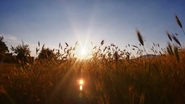 Herbe déposée coucher de soleil 4k — Video