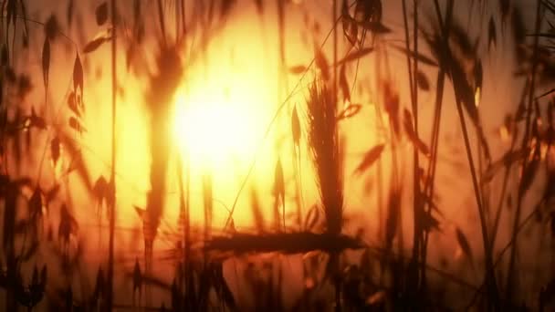 หญ้ายื่นพระอาทิตย์ตก 4k — วีดีโอสต็อก