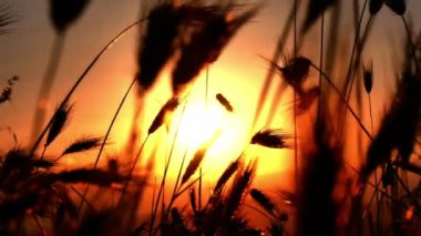 gün batımı 4 k under çimen