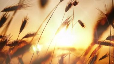 gün batımı 4 k under çimen