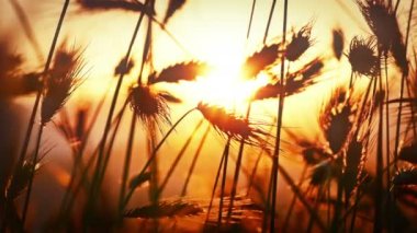 gün batımı 4 k under çimen