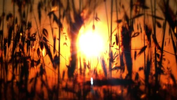 Græs indgivet solnedgang 4k – Stock-video