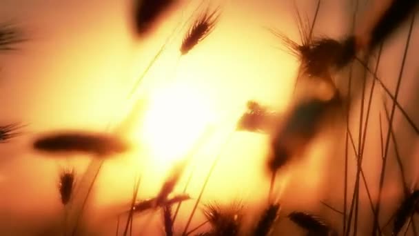 Gras eingereicht Sonnenuntergang 4k — Stockvideo