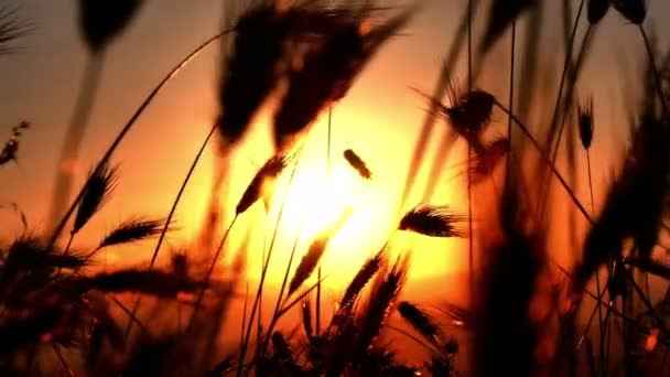 Erba archiviato tramonto 4k — Video Stock