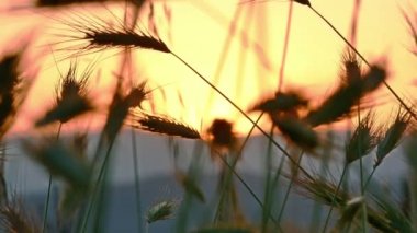 gün batımı 4 k under çimen