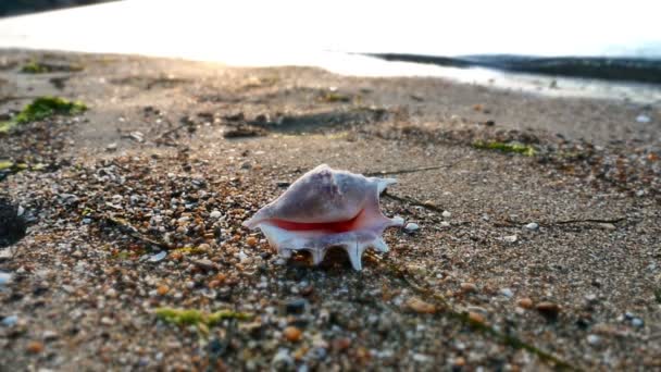 Shell op strand zonsondergang — Stockvideo