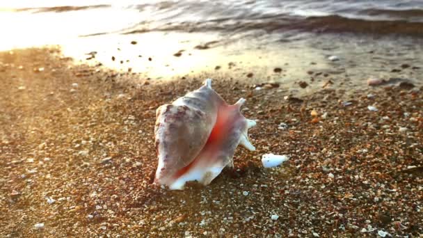 Concha en la puesta de sol playa — Vídeo de stock