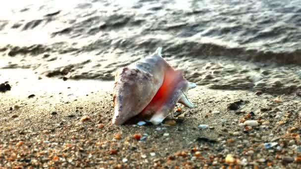 Shell op strand zonsondergang — Stockvideo