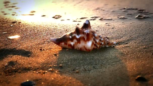 Shell sulla spiaggia tramonto — Video Stock