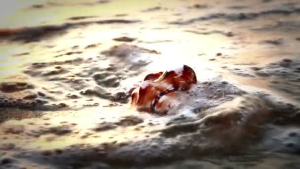 Shell op strand zonsondergang — Stockvideo