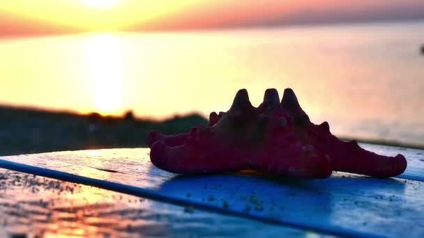 Estrella de mar en la playa puesta del sol — Vídeos de Stock