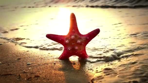 Estrella de mar en la playa puesta del sol — Vídeo de stock