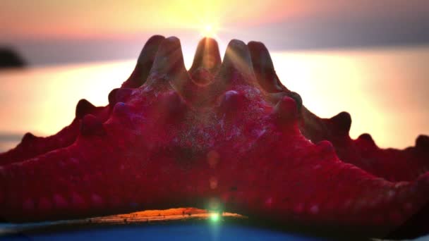 Морська зірка на пляжі захід сонця 4k — стокове відео