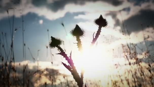 Cactus bloemen zonsondergang — Stockvideo