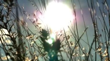 gün batımı çim ağır çekim