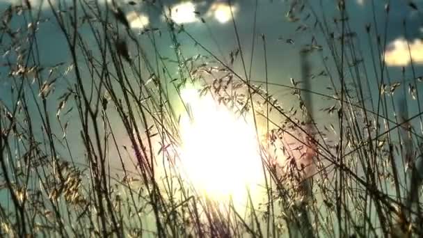 Sonnenuntergang Gras Zeitlupe — Stockvideo