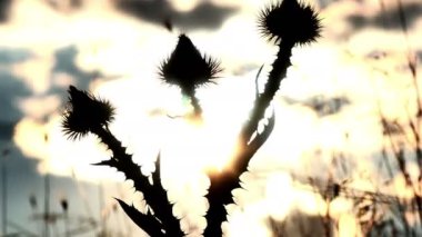 kaktüs çiçek günbatımı 4k