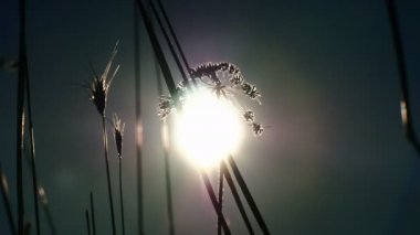 gün batımı çim 4k