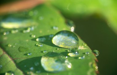 Yeşil yaprak yağmuru Makro damlası