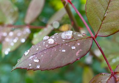 Kırmızı yaprak yağmuru Makro damlası