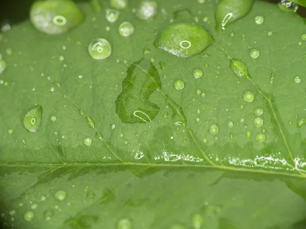 Grüne Blatt Regentropfen Makro Aus Nächster Nähe — Stockfoto