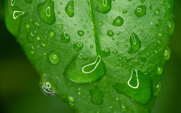 Grüne Blatt Regentropfen Makro Aus Nächster Nähe — Stockfoto