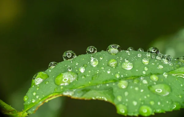 Groen Blad Regen Druppel Macro Close — Stockfoto