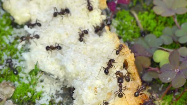 Муравьи едят хлеб крупным планом макро 4k — стоковое видео