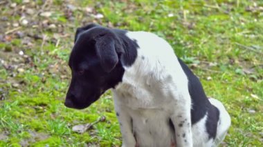Zavallı köpek, siyah beyaz 4k görünüyor.