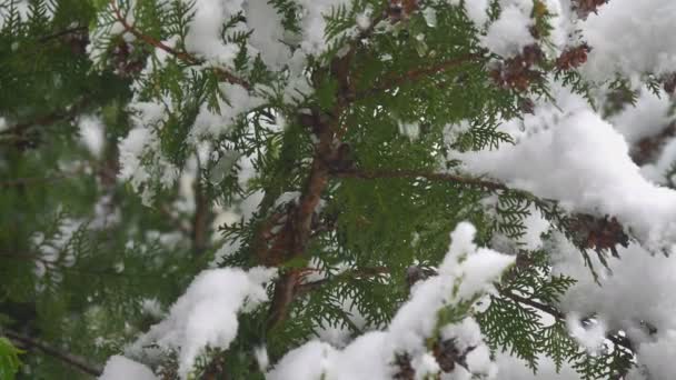 Tall träd snö flaga falla 4k — Stockvideo