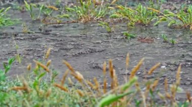 Çayır makro 4k 'ye yağmur yağar