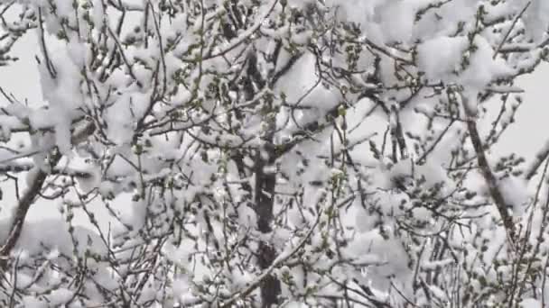 Neige chute branches arbre 4k — Video