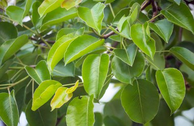 Ağaçta yeşil yapraklar