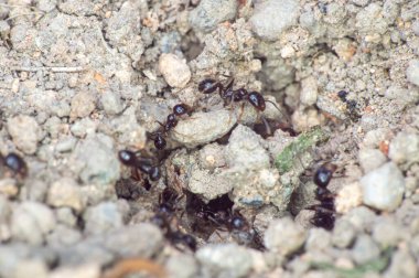 Yerdeki karınca grubu yaklaşın.